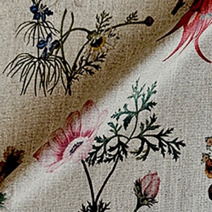 RHS Collection -  Caroline Maria Applebee Collage: Wildflowers